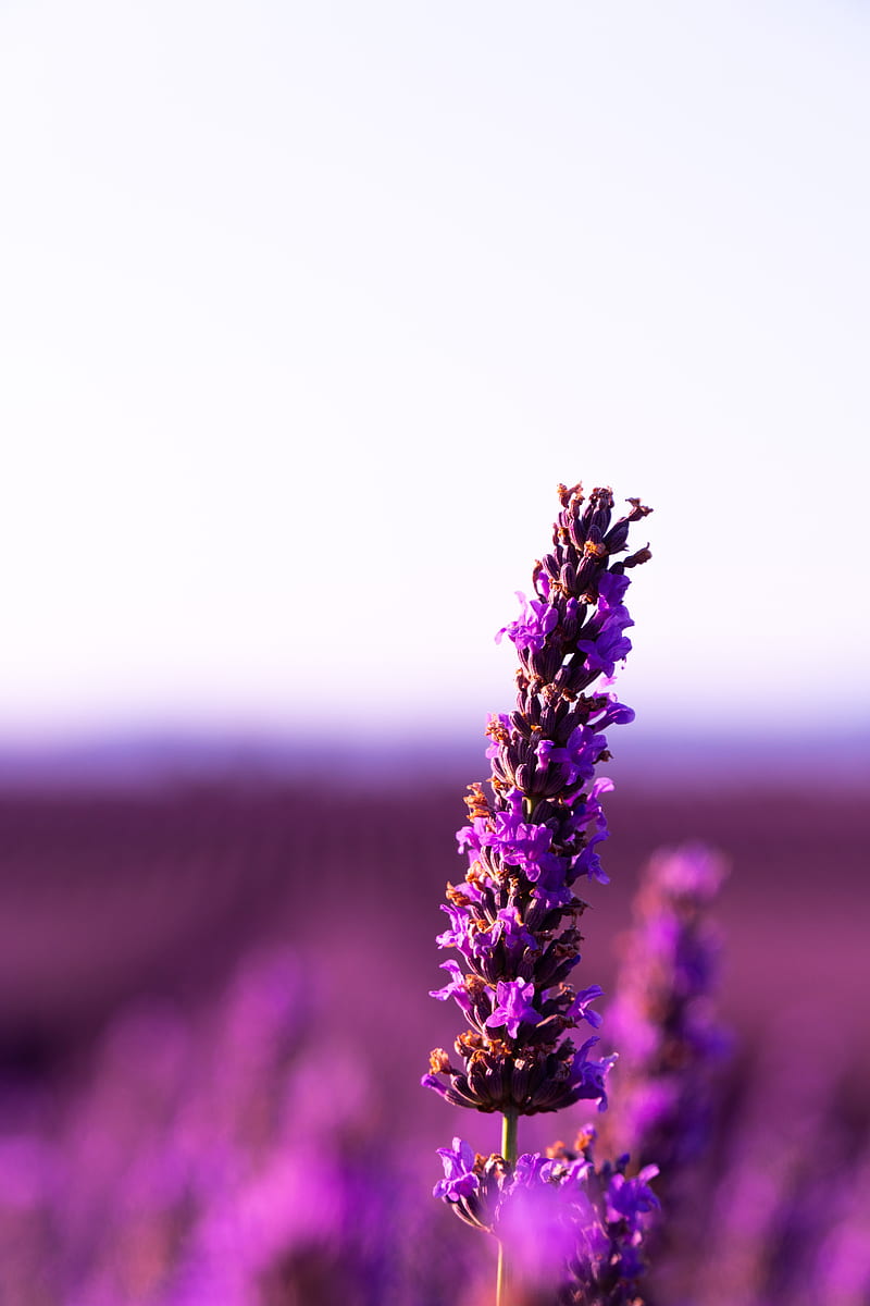 Soy Wax Candle, Lavender